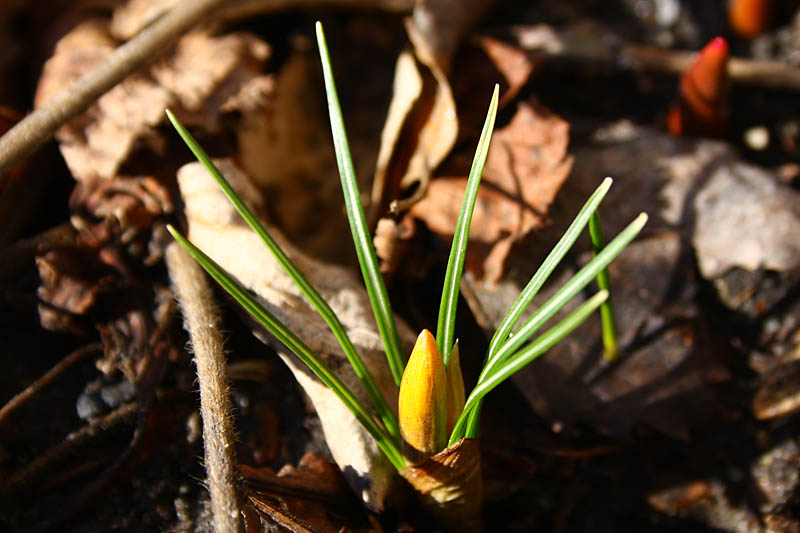 Crocus