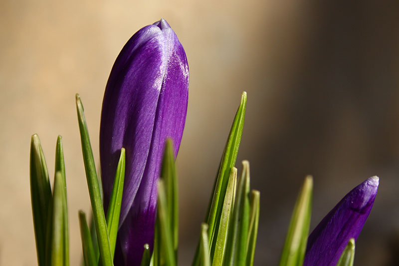 Crocus