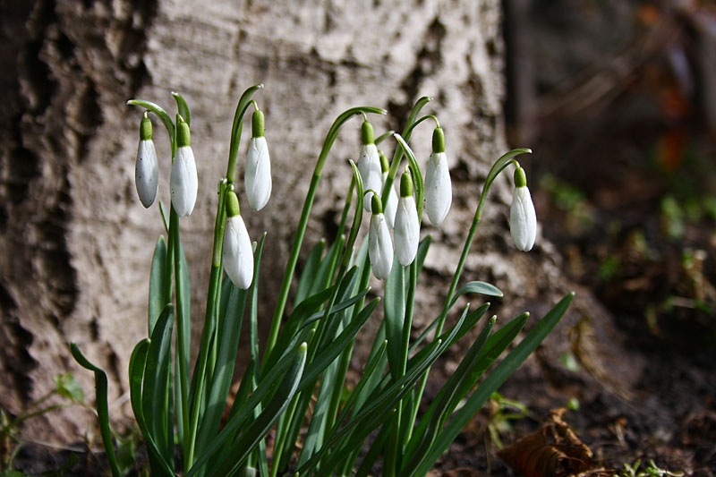 Spring