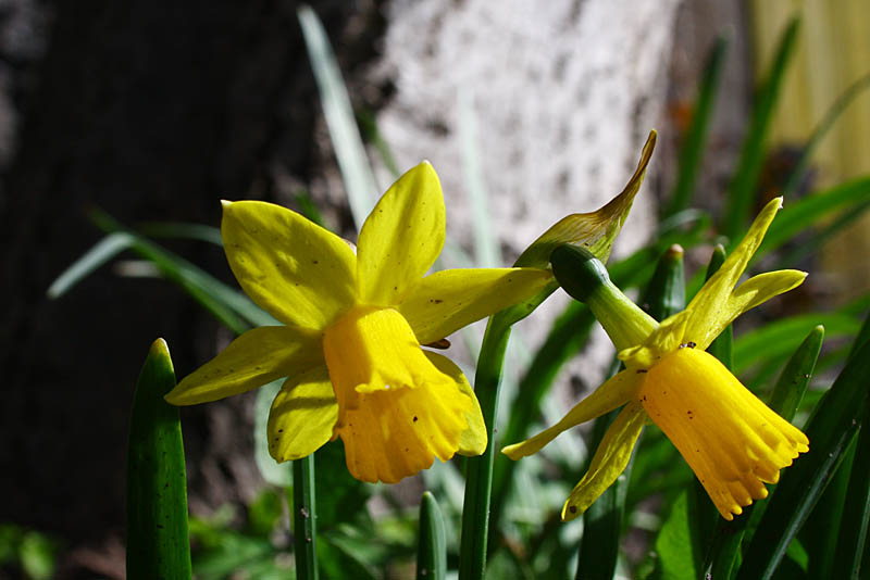 Narcissus
