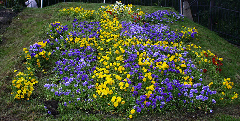 Flowers