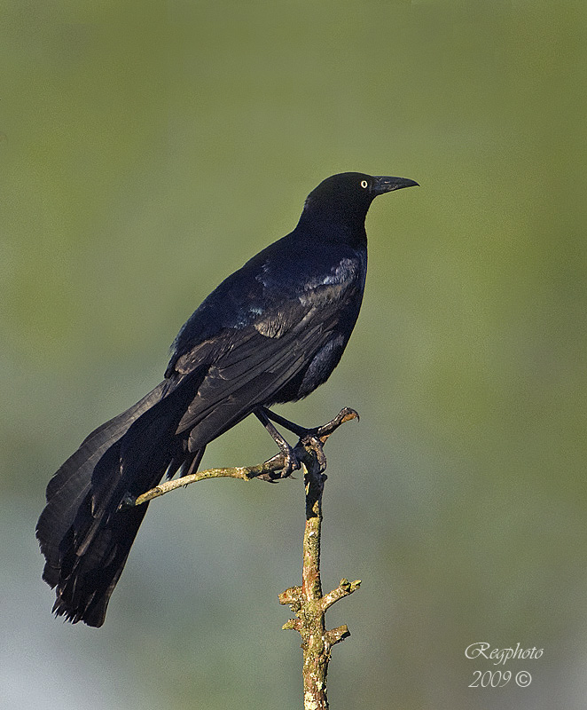 Great-Tailed Grackle (Quiscalus mexicanus)