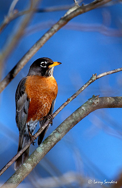 American-Robin-SW.jpg