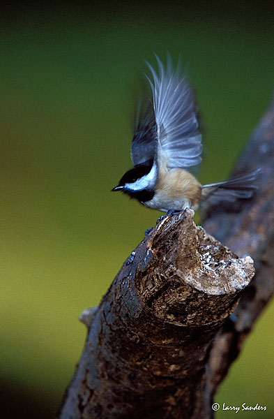 Black-capped-Chickadee-Prov.jpg