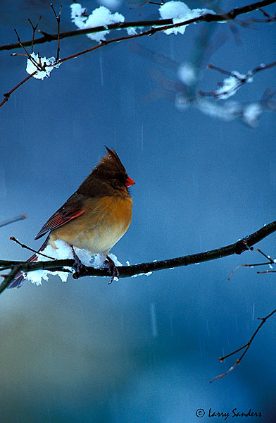 Cardinal-100VS.jpg