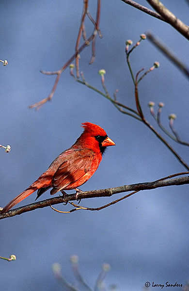 Cardinal-P100.jpg