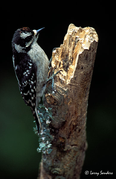 Downy-Male-Provia.jpg