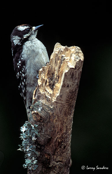 Downy-WP-Male-Provia.jpg