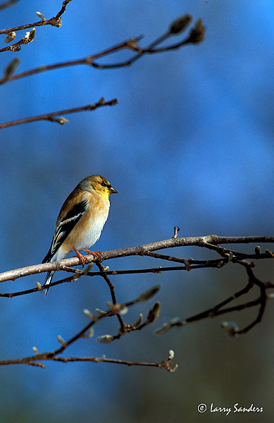Gold-Finch-Sensia.jpg