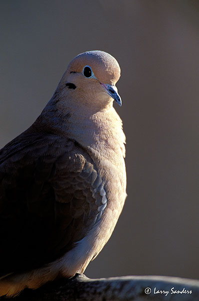 Morning-Dove-SW.jpg