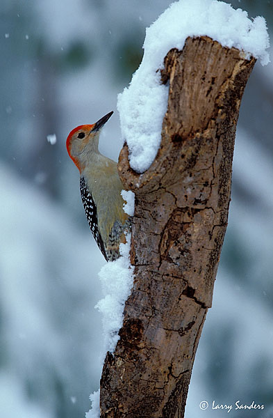 Red-Bellied-2-VS.jpg