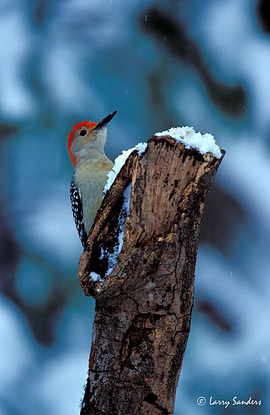 Red-Bellied-3-VS.jpg