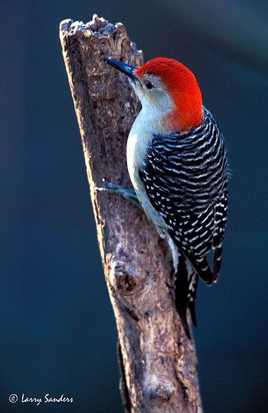 Red-Bellied-4-Provia-400.jpg
