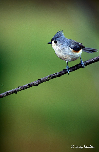 Tufted-Titmouse-Provia.jpg