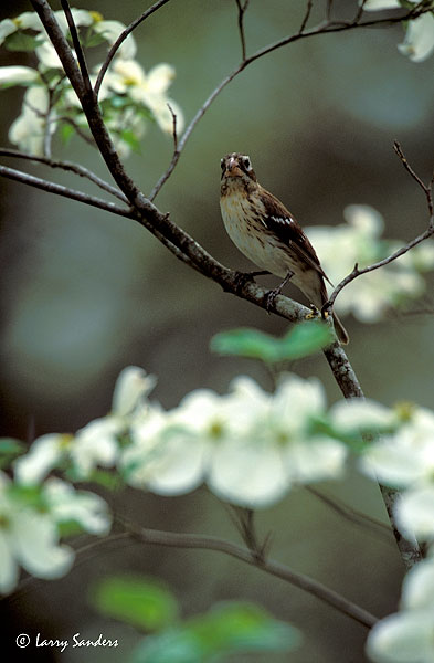 back_yard_birds