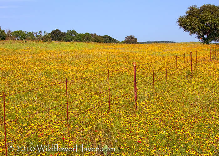 Coreopsis - Mason County