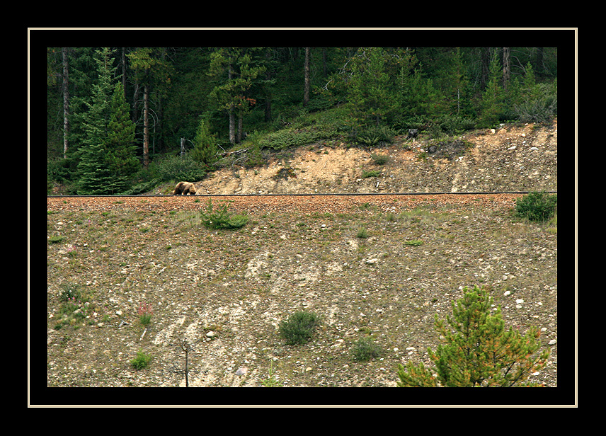 Grizzly Bear on the Tracks