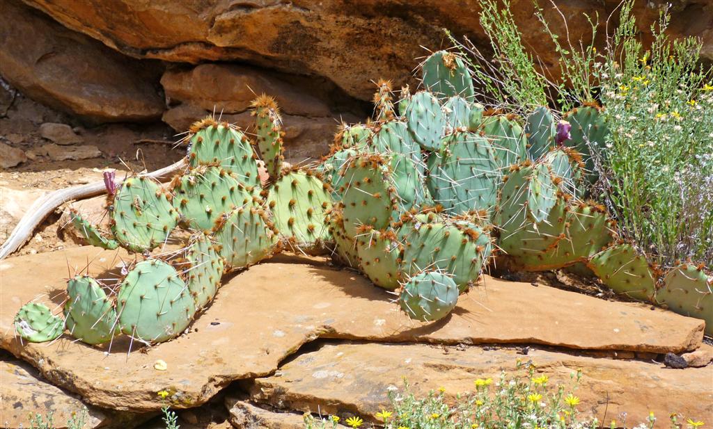 701 Mesa Verde cactus.jpg
