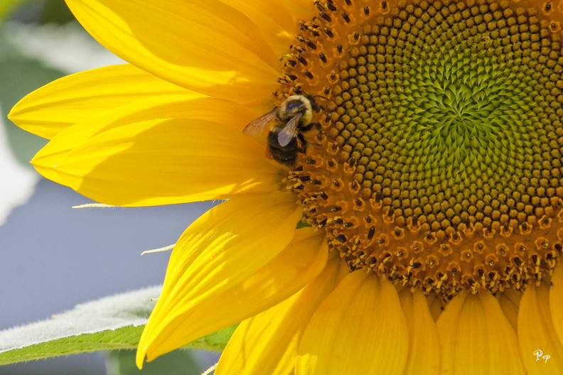 Sunflower & the bee II