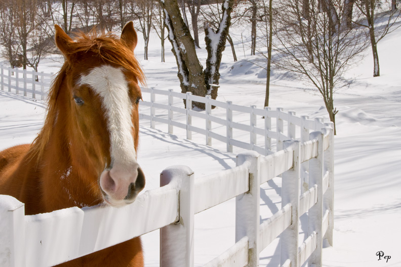 Horse with no name II