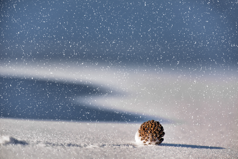 Cocotte sous la neige