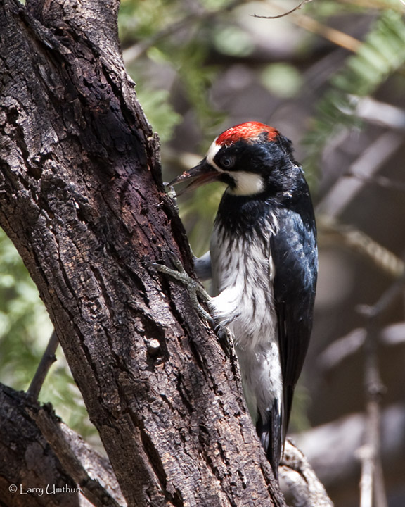 Acorn Woodpecker