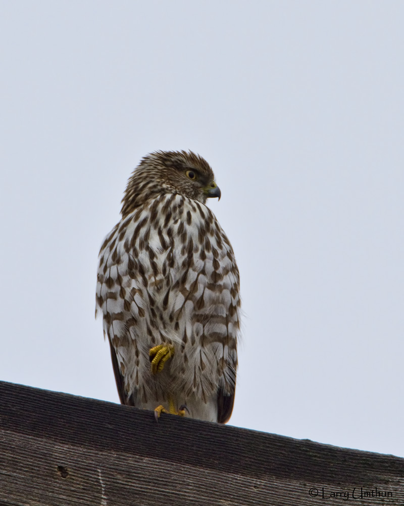 Sharp-shinned Hawk