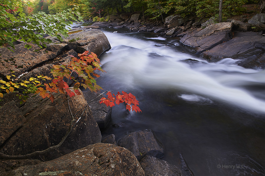 Oxtongue Colors