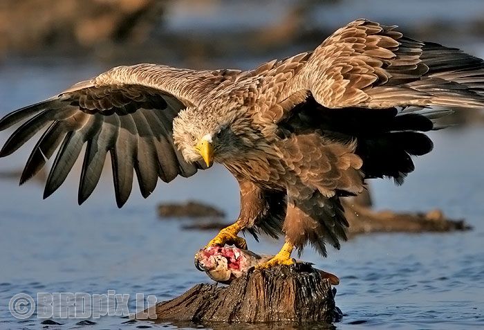 Jūrinis erelis - Haliaeetus albicilla - White-tailed Eagle
