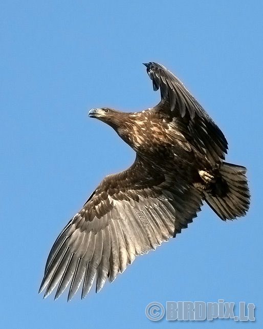 Jūrinis erelis - Haliaeetus albicilla - White-tailed Eagle