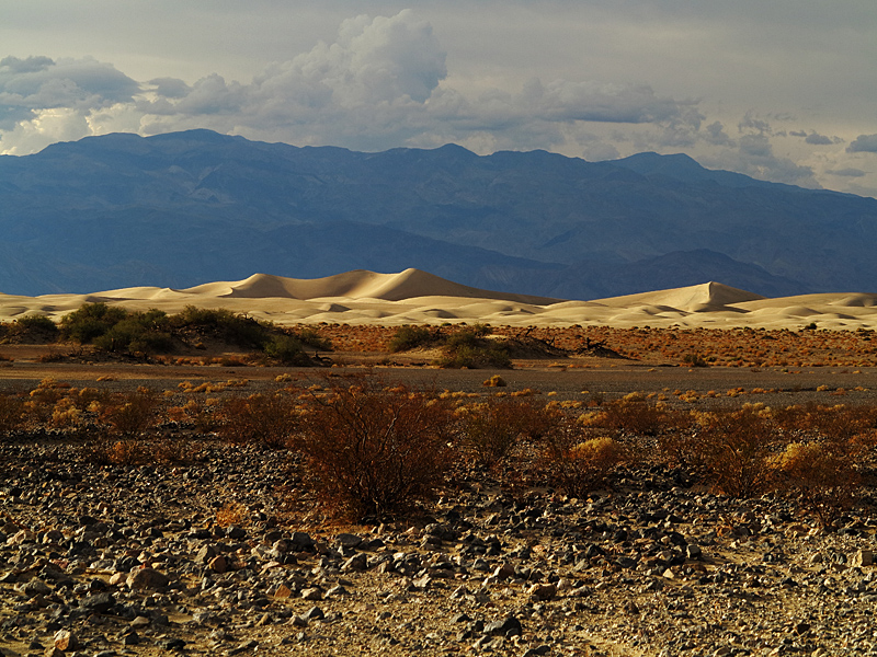 Dune Beauty