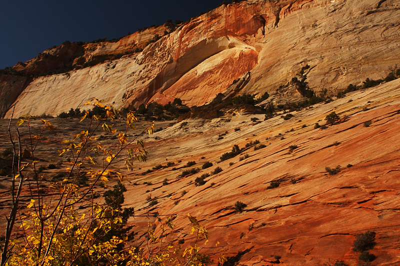 Beginning of Fall In Zion