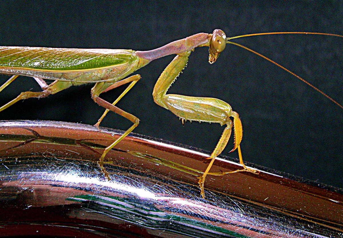 JF insects 9 Custom.JPG