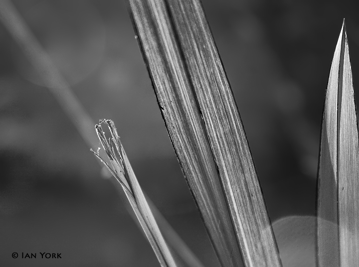 Backlit Fingers