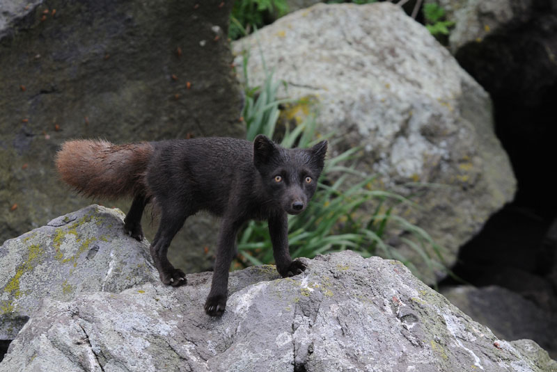 DSC_2670  Arctic Fox