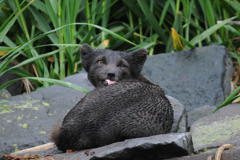 DSC_2785 Arctic Fox