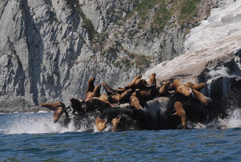 DSC_4179 Stellers Sealion