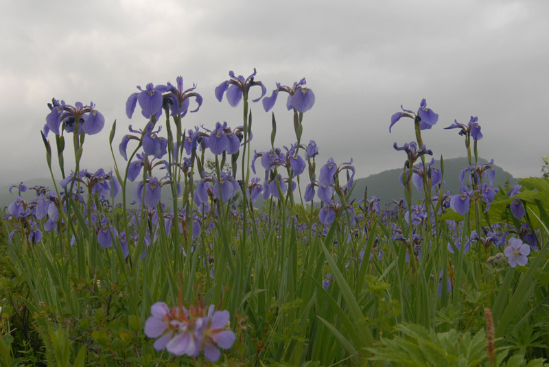 DSC_2005  Wild Iris  Geysers Valley