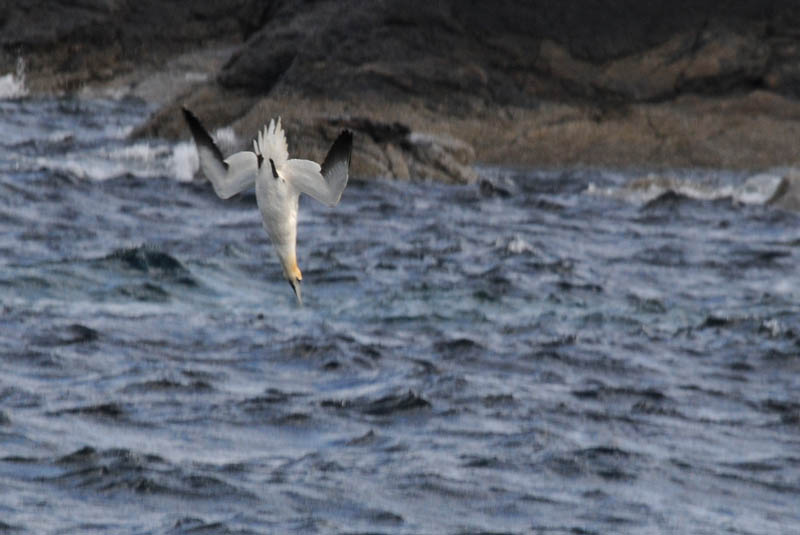 Jan van Gent - Gannet - Morus bassanas