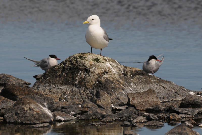 Kittiwake