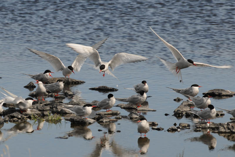  Arctic Tern [ Sterna paradisaea ]