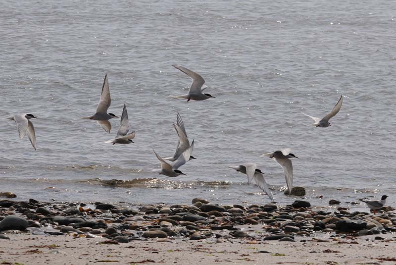  Arctic Tern [ Sterna paradisaea ]