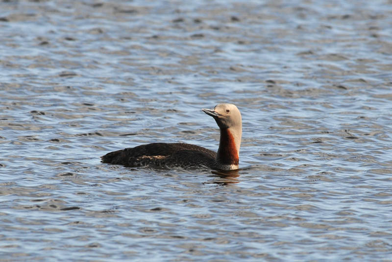 Red-Throated Diver Gavia Stellata.jpg