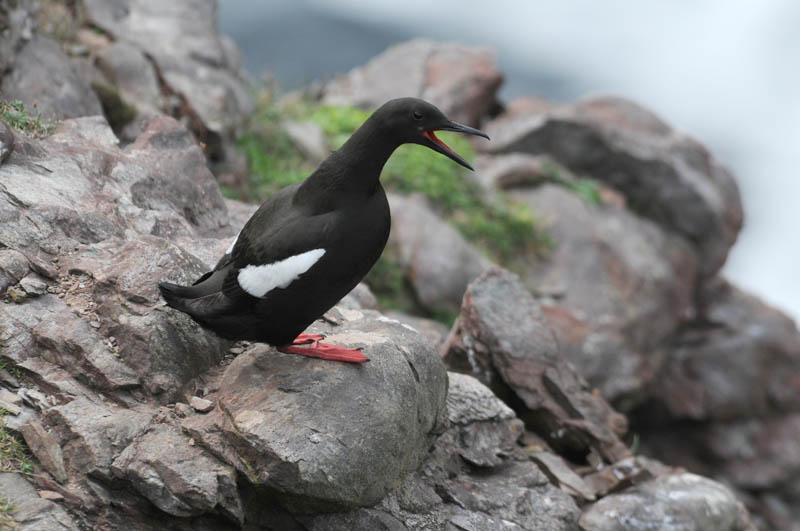 Black Guillemot [Cepphus grylle]