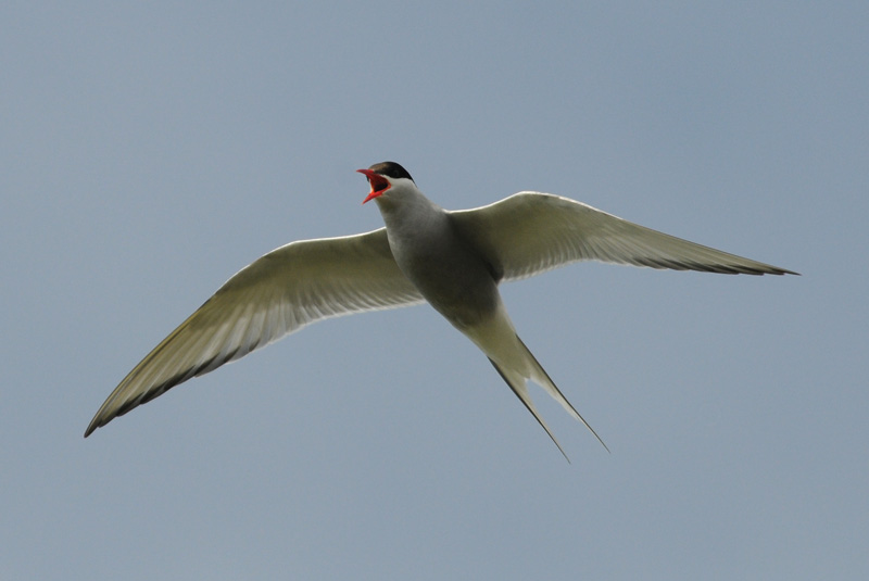  Arctic Tern [ Sterna paradisaea ]