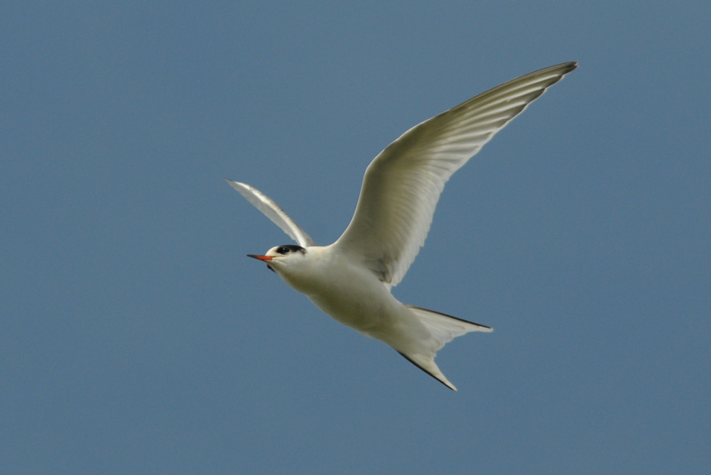  Arctic Tern [ Sterna paradisaea ]