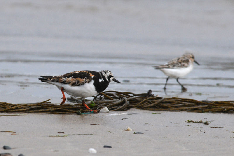 Turnstone