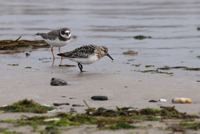 Sanderling.
