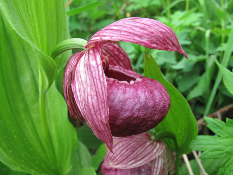 IMG_0415  Giant orchid.jpg