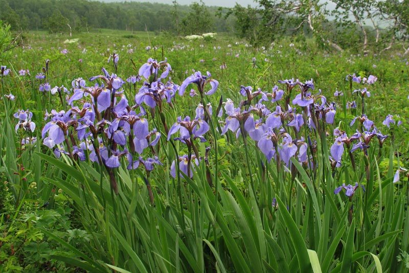 IMG_0449 Wild Iris.jpg